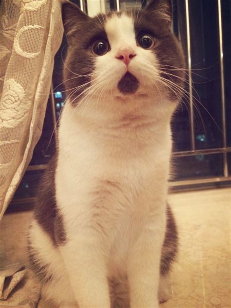 Meet The Omg Cat The Feline Who Is Always Surprised