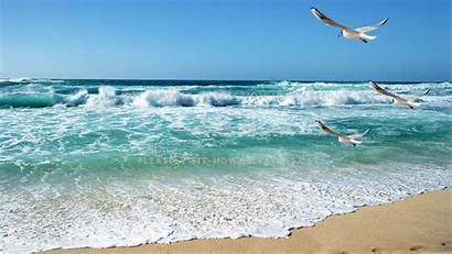 Serene Tranquil Waves Calming Seagulls Bay Beach