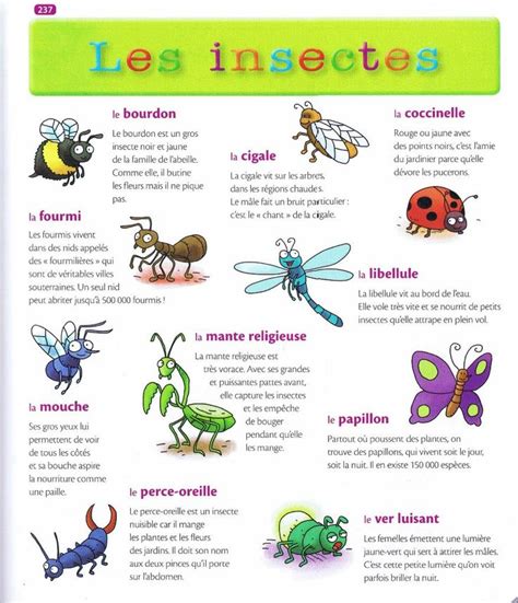 105 Best Images About Fle Lexique Des Animaux On Pinterest Bug Insect