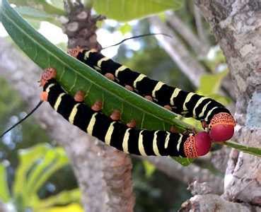 But we have several few stinging caterpillars of various shapes, sizes and colors. Types of Striped Caterpillars with Pictures for Easy ...