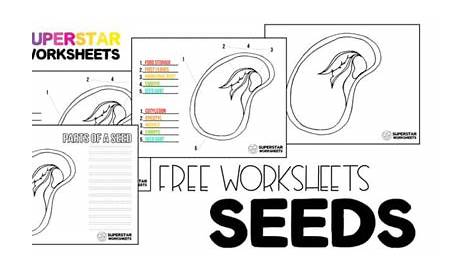 Parts of a Seed Worksheets - Superstar Worksheets