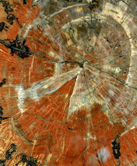 What Is Petrified Wood How Does It Form