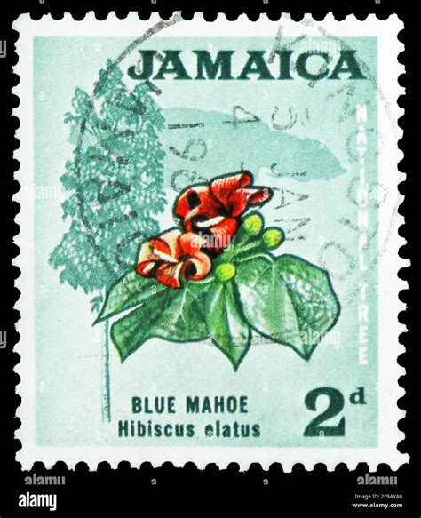 Blue Mahoe Tree Hi Res Stock Photography And Images Alamy