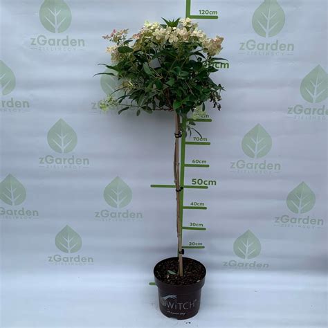 Hortensja Bukietowa Hydrangea Paniculata Switch Ophelia Na Pniu Cm