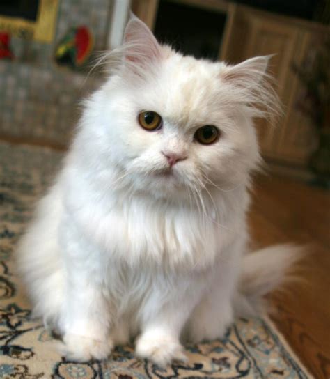My sister breeds persian cats. 35 Very Best White Persian Cat Pictures And Images