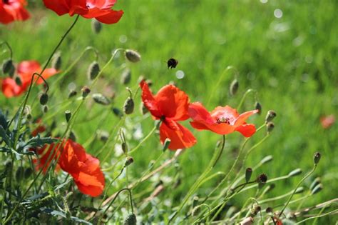 Das kooperationsprojekt bienen in der stadt von nabu und rag montan immobilien kümmert sich um nektarsammelnde insekten im siedlungsraum und auf ehemaligen bergbauflächen. Wilder Bienenschwarm im Garten - Allgemein - Grashüpfer