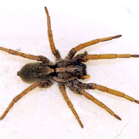 Brown Spiders Common In Louisiana Healthy Living