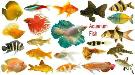 8 Unique Aquarium Fish Names To Brighten Up Your Aquarium Abana Homes