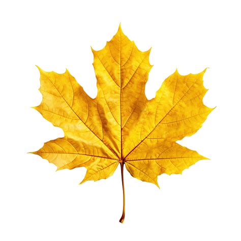 Yellow Maple Leaf Isolated On Transparent Background Created With
