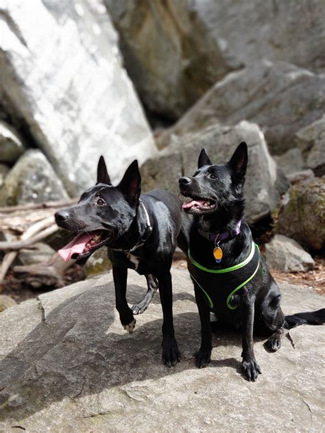 Maybe you would like to learn more about one of these? Happy Tails in Dog Friendly Asheville | Dog friends, Happy ...