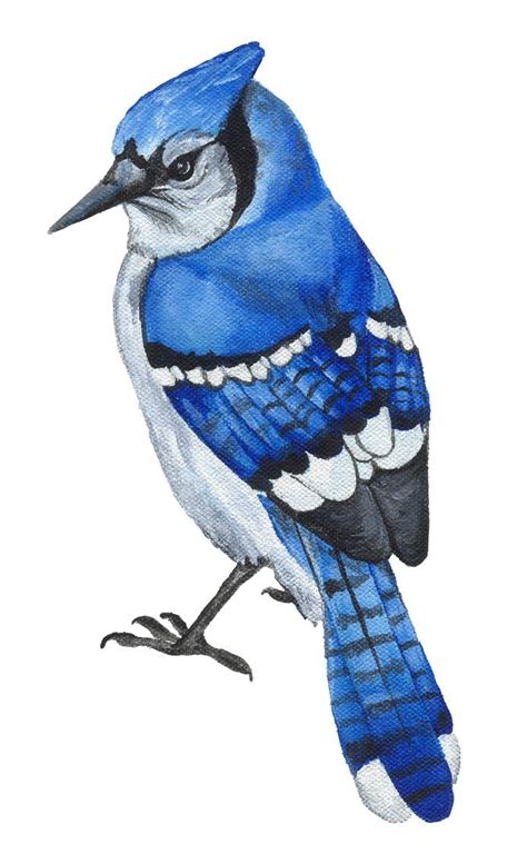Blue Jay Hd Wallpapers Backgrounds Wallpaper Blue Jay Art Bird