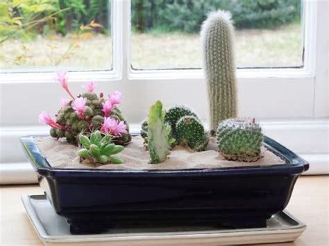 16 Simple Yet Beautiful Diy Cactus Pots That Everyone Can Make Indoor