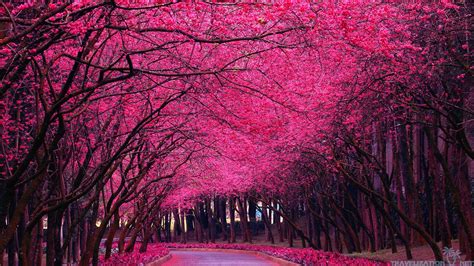 Download Image For Pink Trees Wallpaper Spring Tree By Ryank75