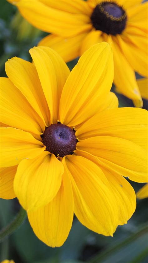 Black Eyed Susan Flowers Wallpaper Iphone Android And Desktop