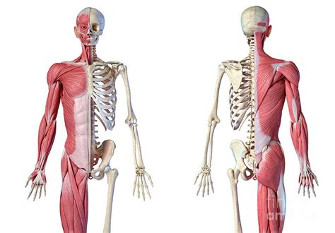 Male Skeleton And Musculature Photograph By Leonello Calvettiscience