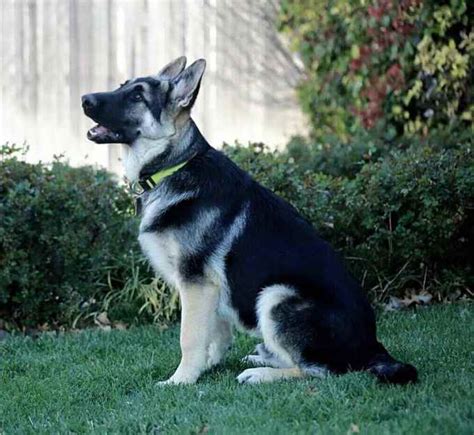 German Shepherd Black And Silver Petsidi