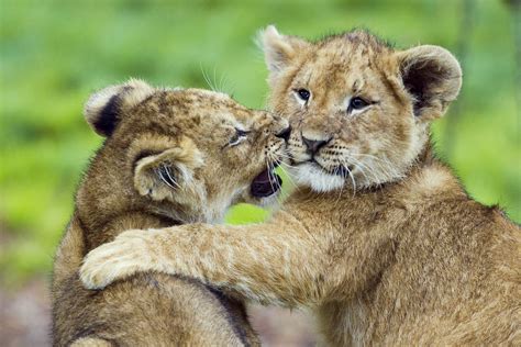 Little Lions Playing Sammy Hermans Flickr