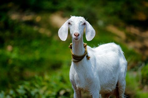 Apakah keluarga boleh ikut memakan daging aqiqah. Ketentuan Aqiqah yang Harus Diketahui Sebelum ...
