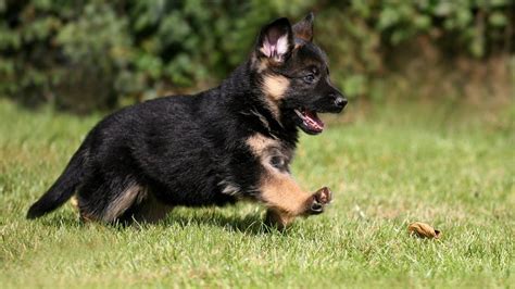 Top Quality German Shepherd Female Puppy Available For Sale Youtube