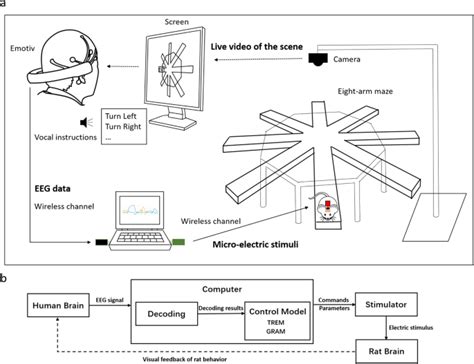 Human Mind Control Of Rat Cyborgs Continuous Locomotion With Wireless
