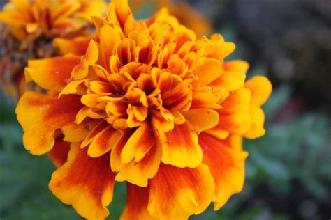 feature plant friday celebrating el día de los muertos with marigolds — plantingseeds