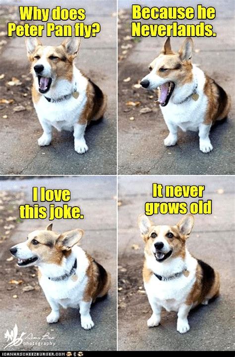Bahahahaha Dog Memes So Funny Dog Meme Lisp Funny Animal Jokes