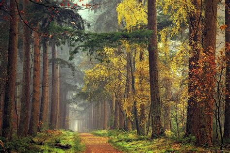 Forest Path Mist Fall Grass Yellow Red Green Trees