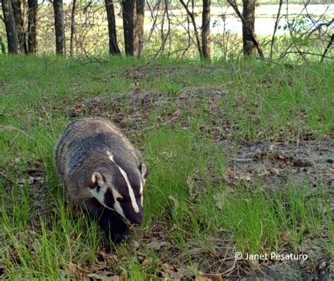 Badger In The Badger State Winterberry Wildlife