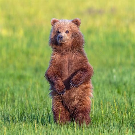 Young Bear Cub Standing Tall Square Wildlife Fine Art Photography Print