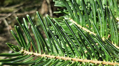 Faul Preserve Abies Concolor White Fir University Of Arizona