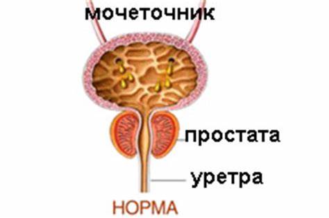 Предстательная желез диета Предстательная железа: функции, заболевания и методы их лечения Предстательная железа: функции, заболевания и методы их лечения Предстательная желез диета