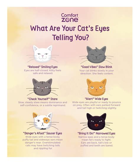 Cat Eye Meaning Reading Your Cats Eyes Comfort Zone