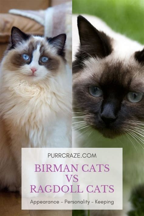 The Difference Between Birman Cats And Ragdoll Cats Mit Bildern