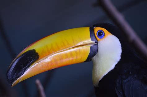 Free Images Toucan Zoo Beak Bird Fauna Hornbill Close Up