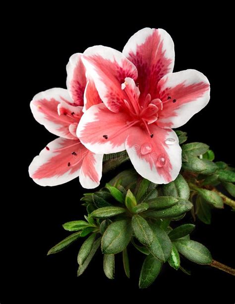 Azalea Flower Stock Image Image Of Beauty Macro Container 29190301