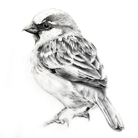 Sparrow Illustration Pencil Dibujos A Lápiz Ilustración Animal
