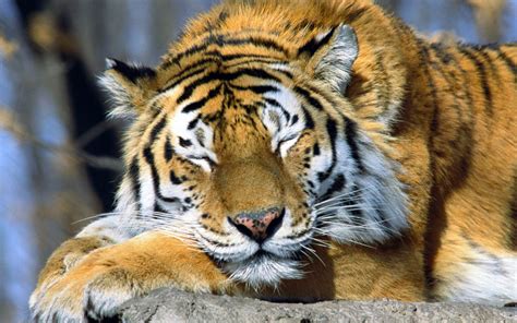 Animal Tiger Wallpaper