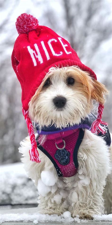 15 Super Cute Puppies That You Will Love Cute Puppies Cute Dogs
