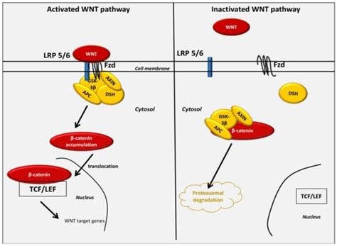 Cancers Free Full Text The Key Role Of The Wnt Catenin Pathway In