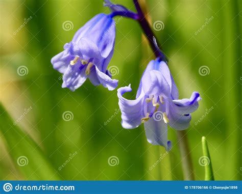 Common Bluebell Blooming In The Springtime Stock Photo Image Of