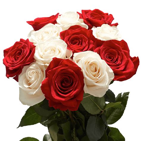 Red And White Rose Flowers 24 Hours Delivery Globalrose