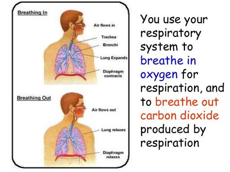 Respiration And The Respiratory System Revision