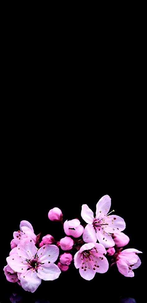 Cherry Blossom Minimalist Wallpaper 4k Minimalist Wallpaper Images