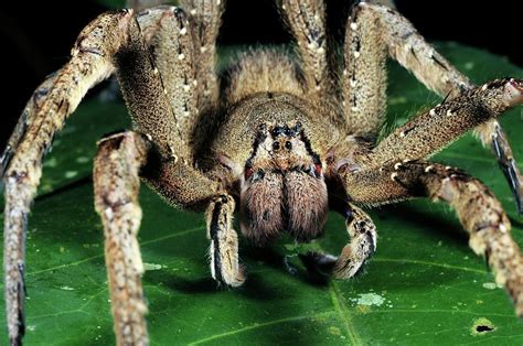 Brazilian Wandering Spider Photograph By Sinclair Stammersscience