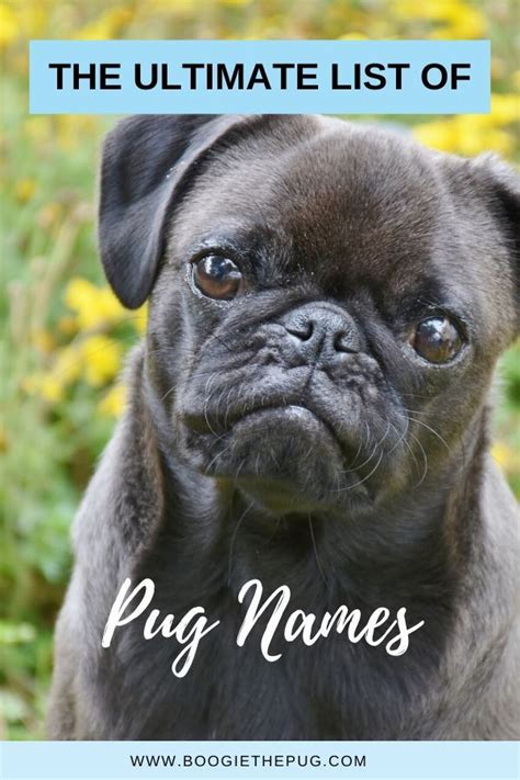 The Ultimate List Of Pug Names Pug Names Pugs Dogs