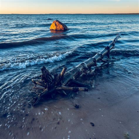 Driftwood On The Beach At Sunset Stock Photo Image Of Coast