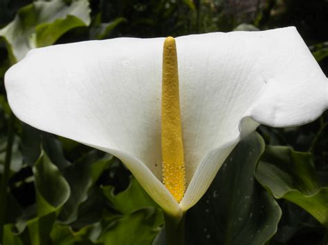 Filewhite And Yellow Flower Wikimedia Commons