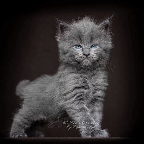 See full list on epicpetclub.com Photographer Captures The Beauty Of Maine Coons - Largest ...