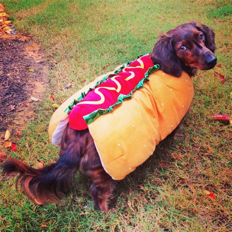 Dachshund Hot Dog Halloween Costume Hot Dog Halloween Costume Dog