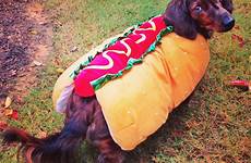dog hot costume halloween dachshund costumes dogs weiner weenie uploaded user